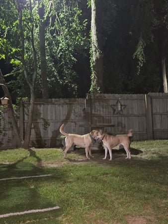 Images Wag Watchers DayCare & Spa