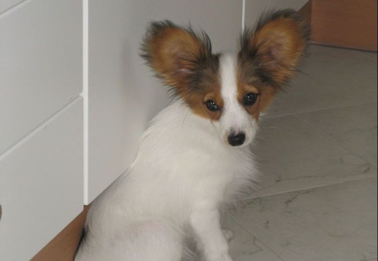 Bild 1 von Tierambulatorium Steinsee Mag. Judith Danzinger