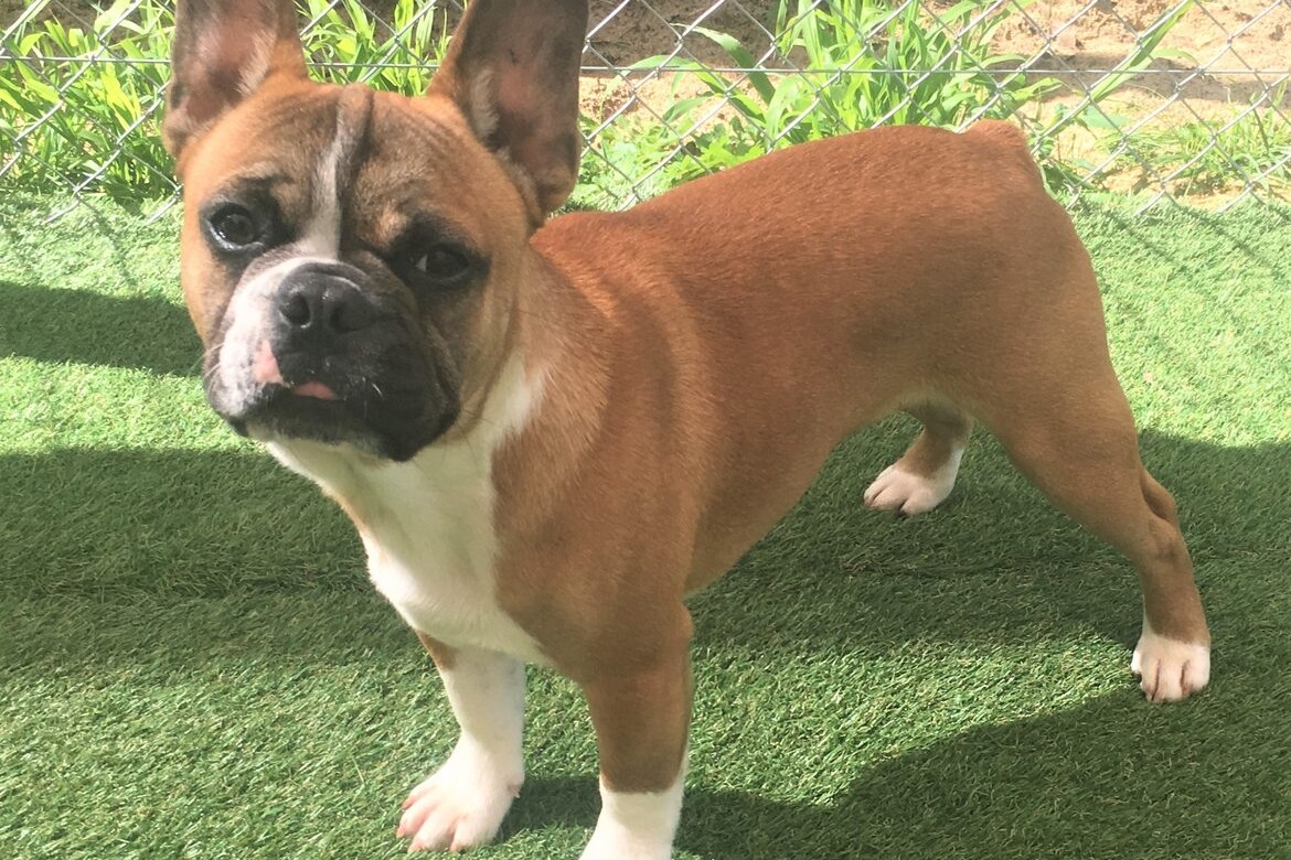 Images Tralinka French Bulldogs