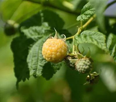 Rubus idaeus 'Fallgold'_Zanker Gartenbau