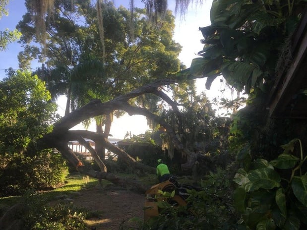 Images Tree Amigos Orlando