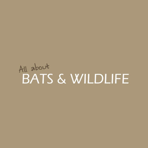 All About Bats and Wildlife - Norwalk, CT - (203)984-4837 | ShowMeLocal.com