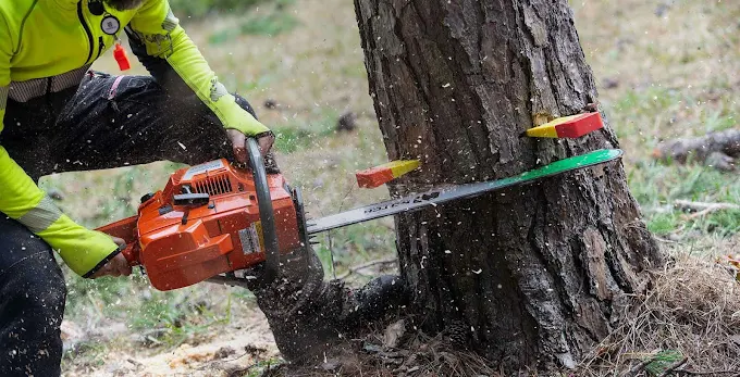 Conquer Tree Service Logo