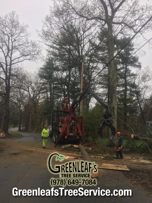 Greenleaf's Tree Service Photo