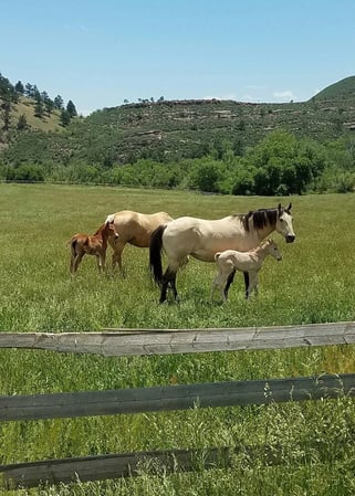 Images Sylvan Dale Guest Ranch & Wedding Venue