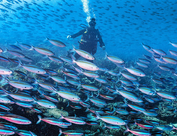 Images Dive Outdoors