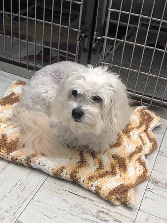 Images Melrose La Brea Animal Hospital