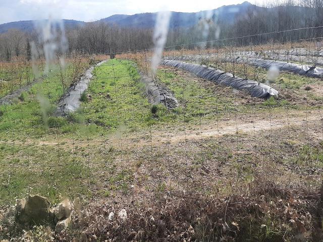 Foto de Desbroces Agroforestal MT San Cibrao das Viñas