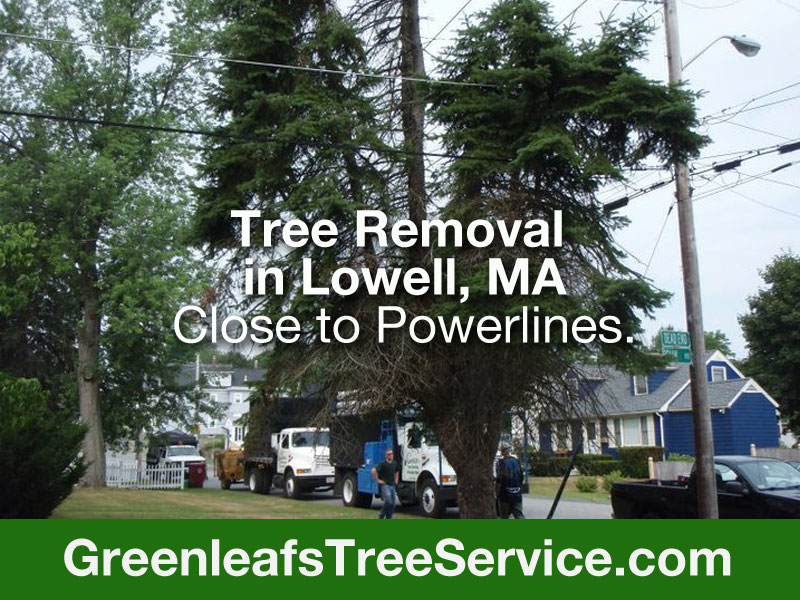 Greenleaf's Tree Service Photo