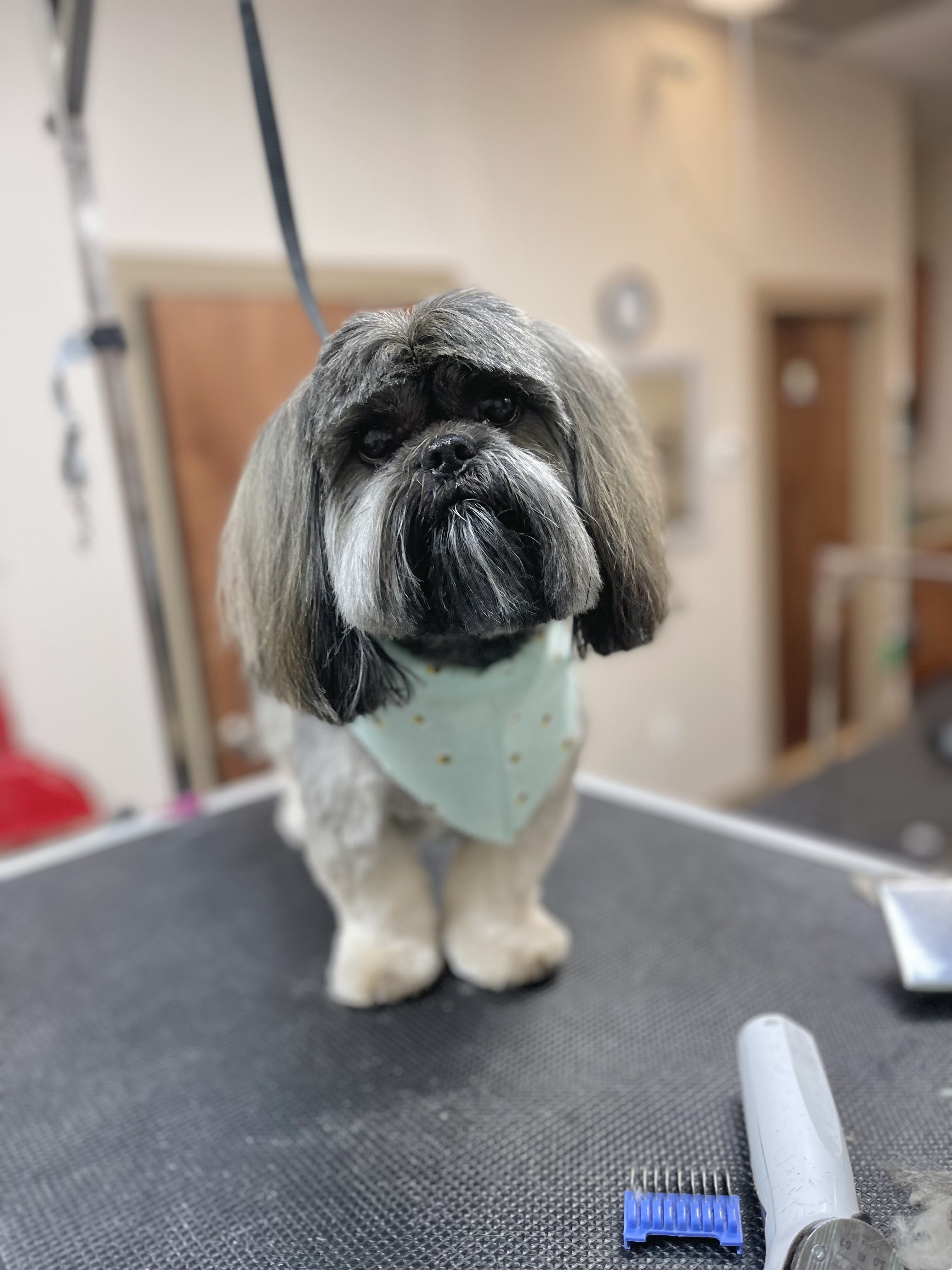 A Shih Tzu dog with a light blue bandana adorned with small yellow bees stands on a grooming table. The dog has dark gray and white fur, with a neatly trimmed body and longer hair around its face, giving it a fluffy appearance. A black leash is attached to its collar. In the foreground, a grooming tool and a blue comb attachment are visible on the black textured surface of the table. The background is blurred, showing a room with doors and light-colored walls, suggesting a professional grooming salon setting.