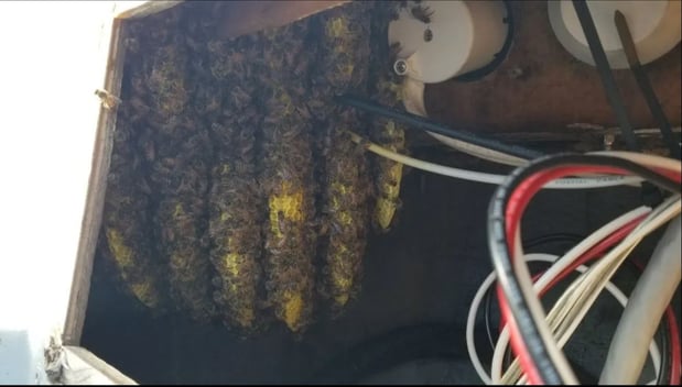 Images Bee Rescue Foundation Of Florida Live Bee Removal