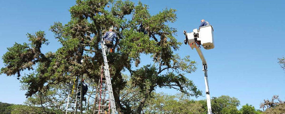 SA Total Tree Service Photo