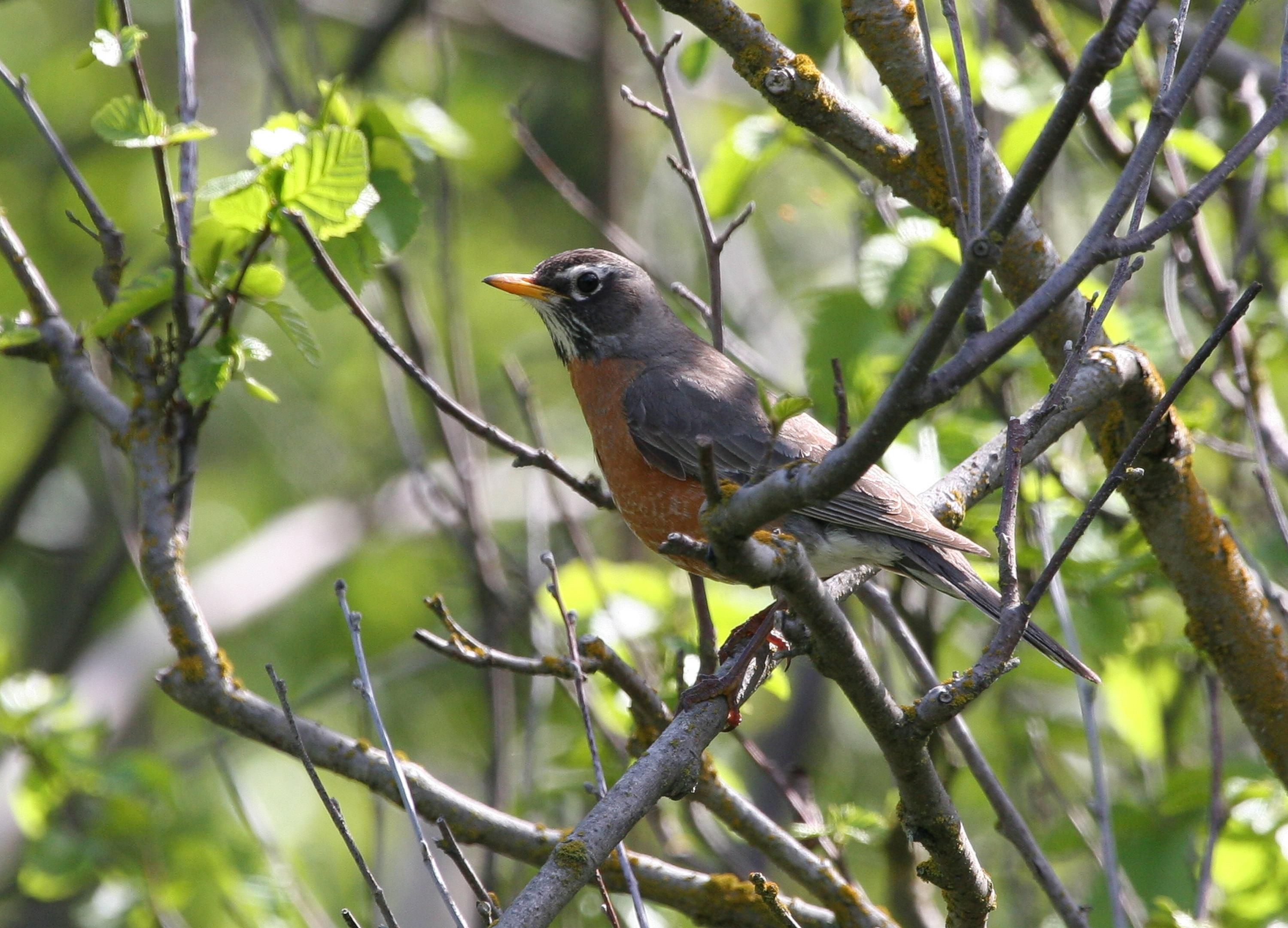 american robin bird wildlife control