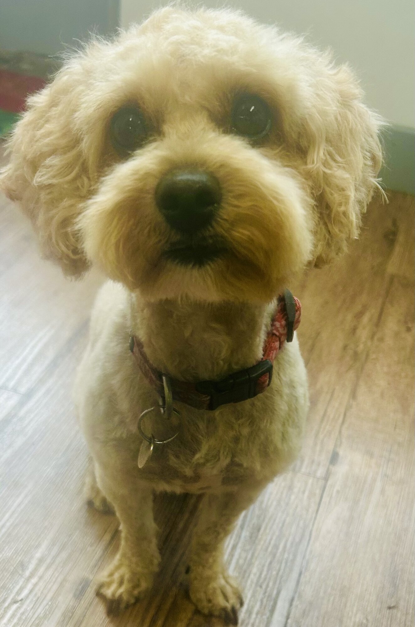 Images Me and My Dog