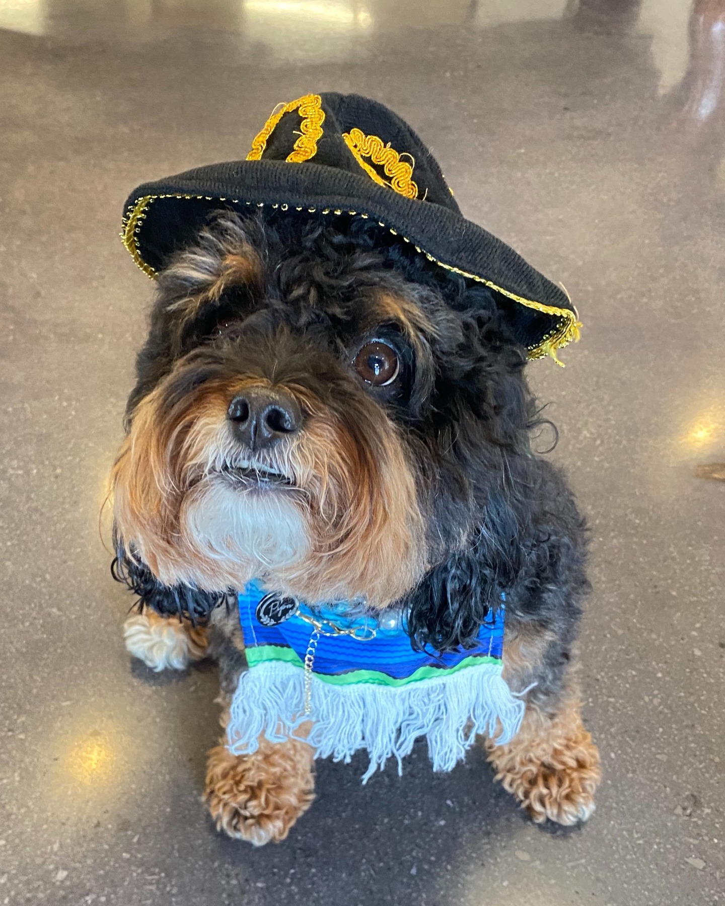 It’s Pipa’s Birthday AND Cinco de Mayo! She’ll be accepting pets and compliments all day!