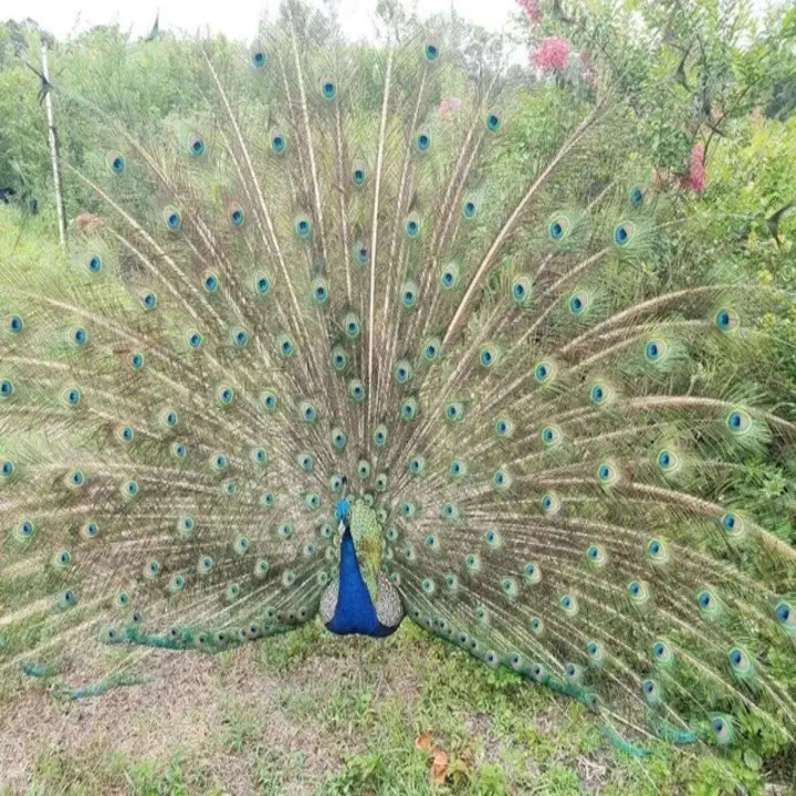 Images Southern Tree Farm