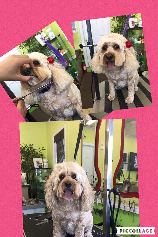 Pamper Your Pet Dog Grooming Photo