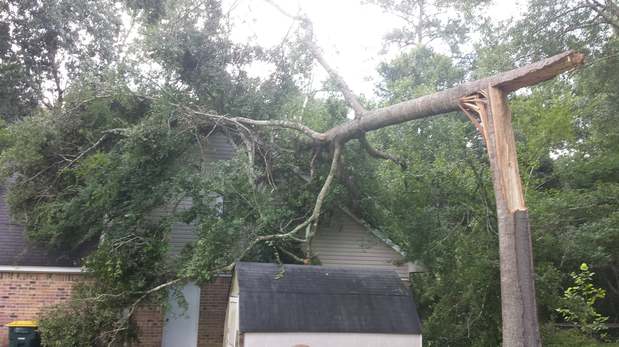 Images TNT Tree Service
