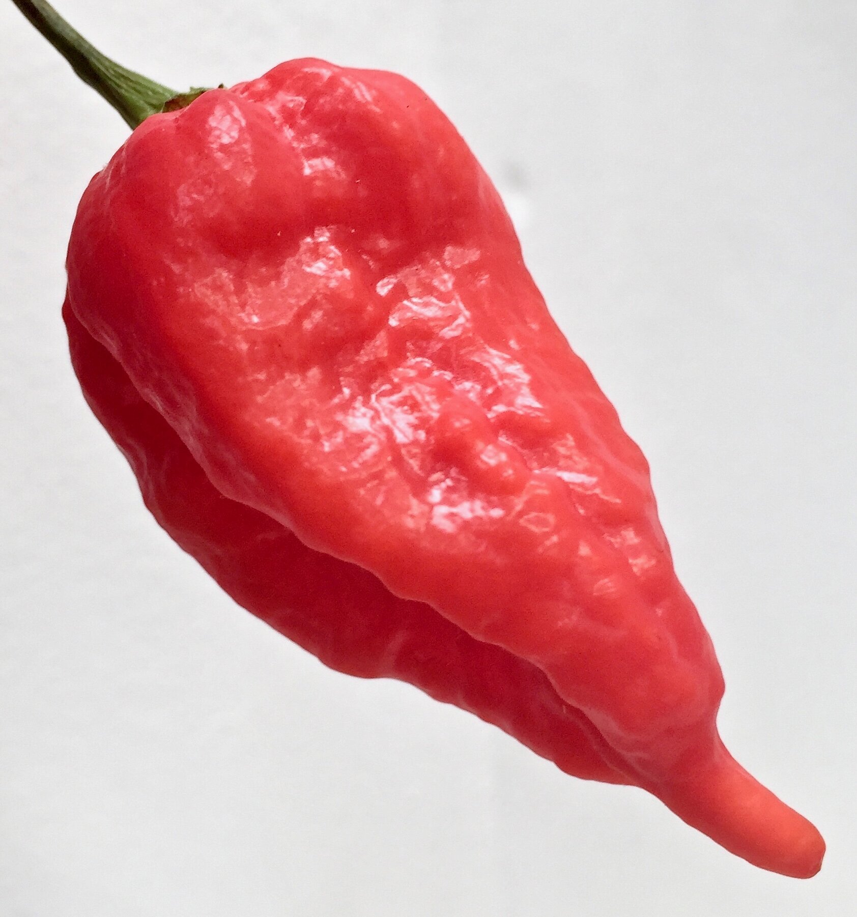 Images Chilli Mash Company