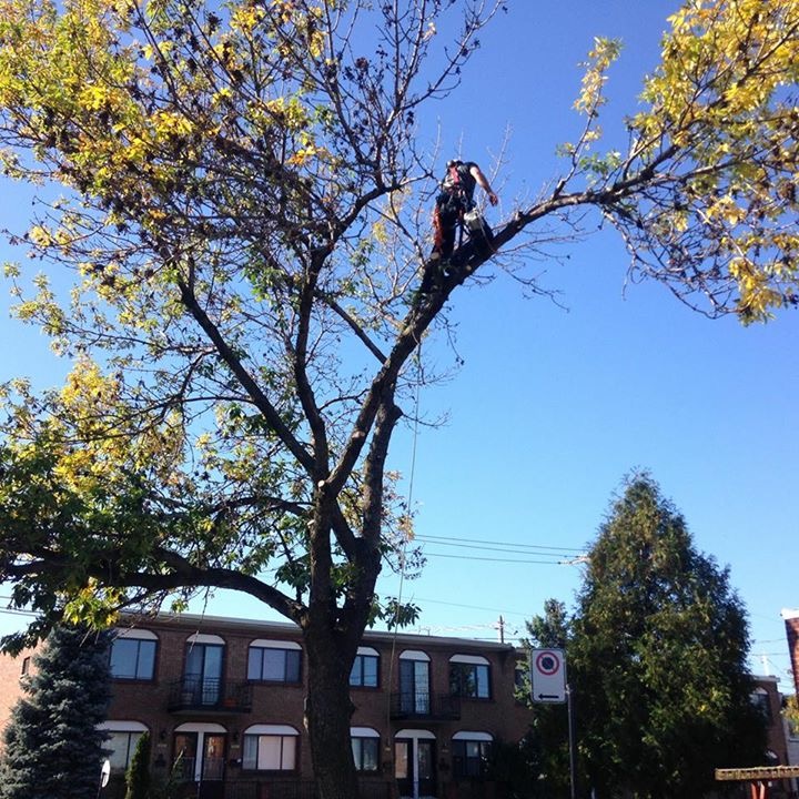 Images Élagage Frère d'Arbres