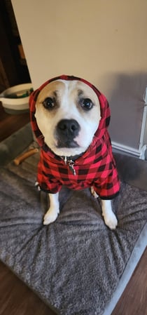 Images VCA Morris Plains Animal Hospital