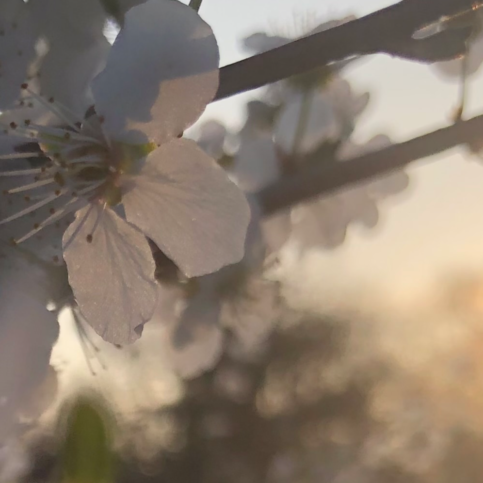 Gestalt-Raum Coaching in Dresden