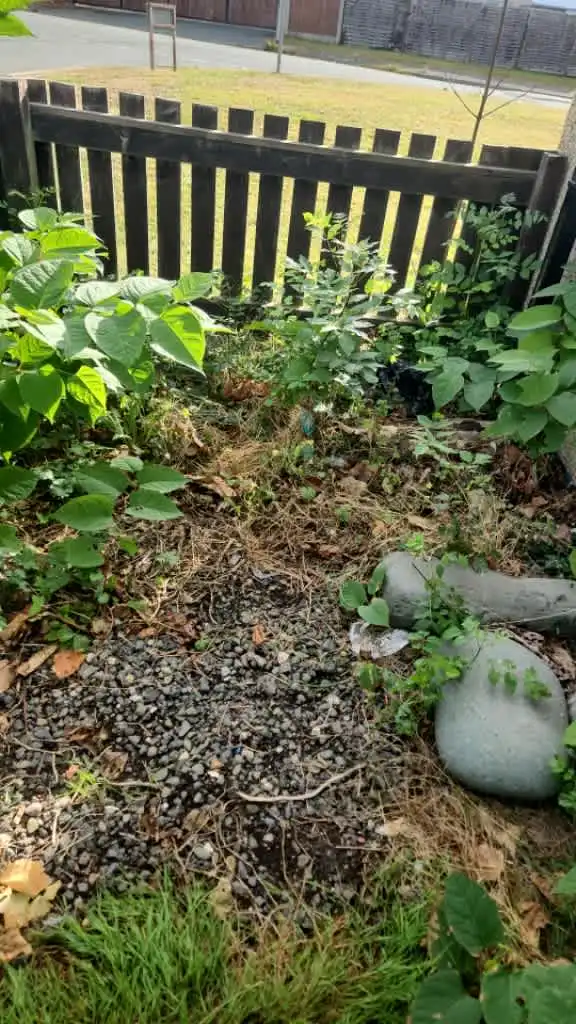 Images Master Moves Man & Van