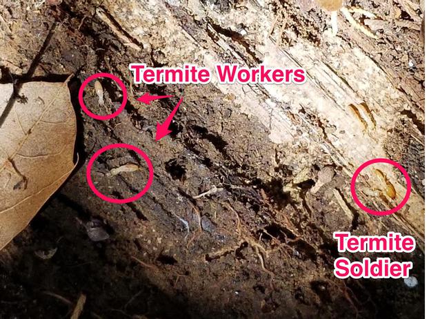 Images Gayle Pest & Termite