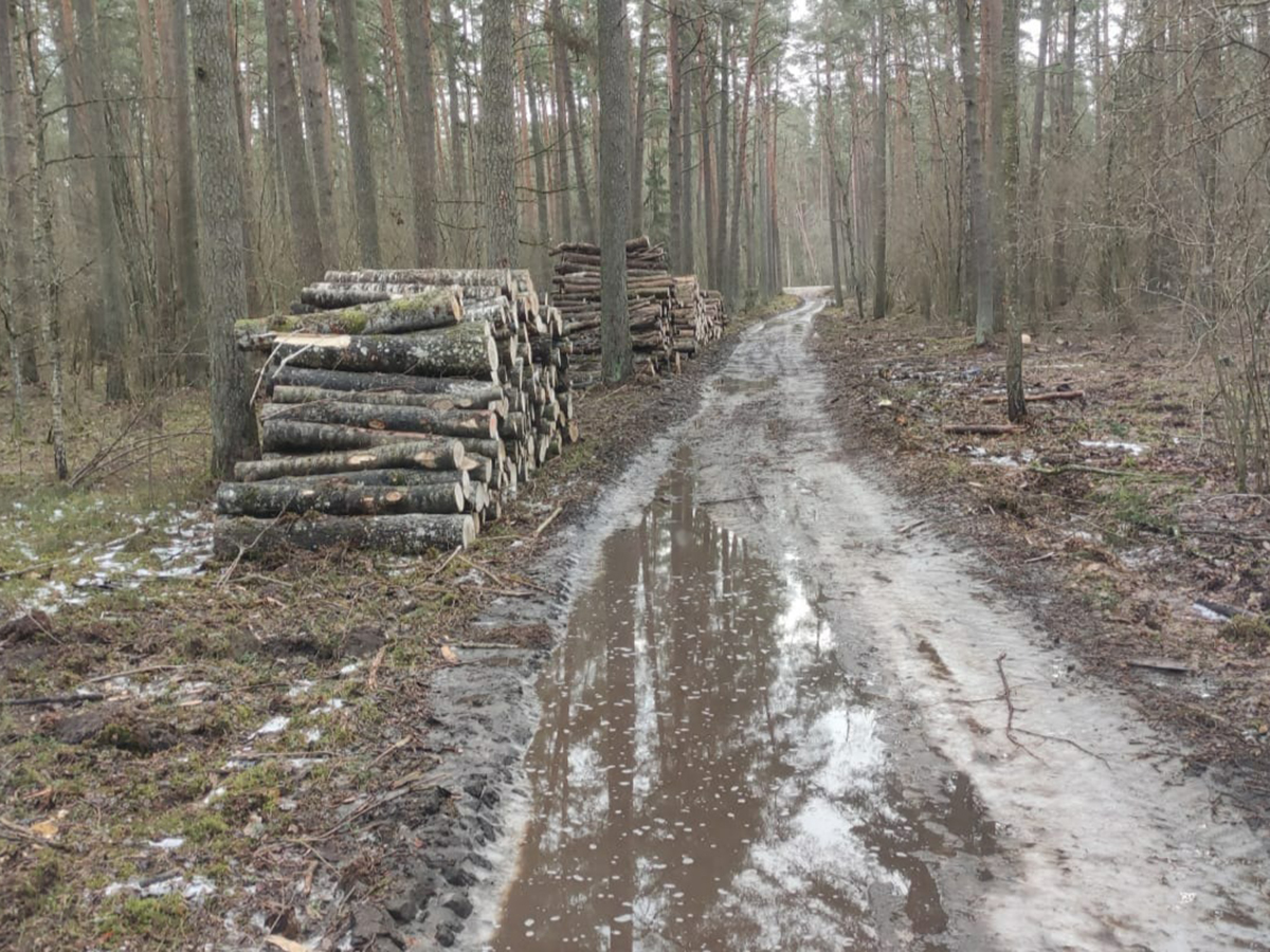Sagatavota cirsma pēc profesionāli veiktiem kopšanas darbiem.