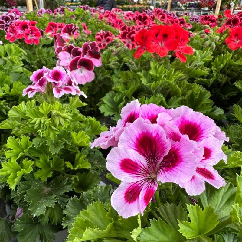 Images Piante Macri'