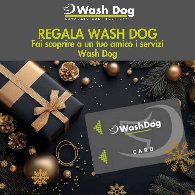 Bilder WashDog Bellinzona
