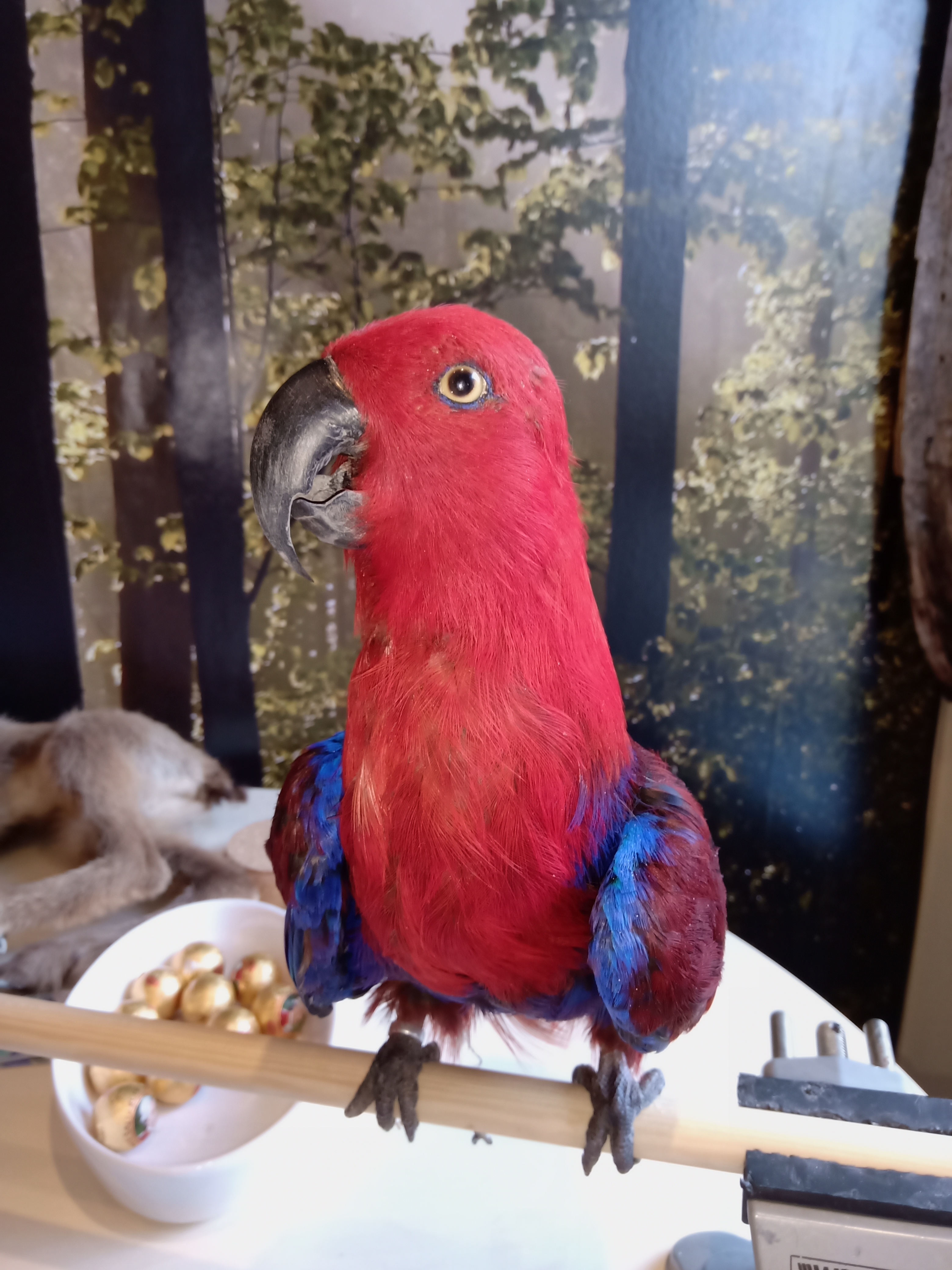 Zoologischer Präparator C. Pawlitschek, Marktstraße 28 in Brixlegg