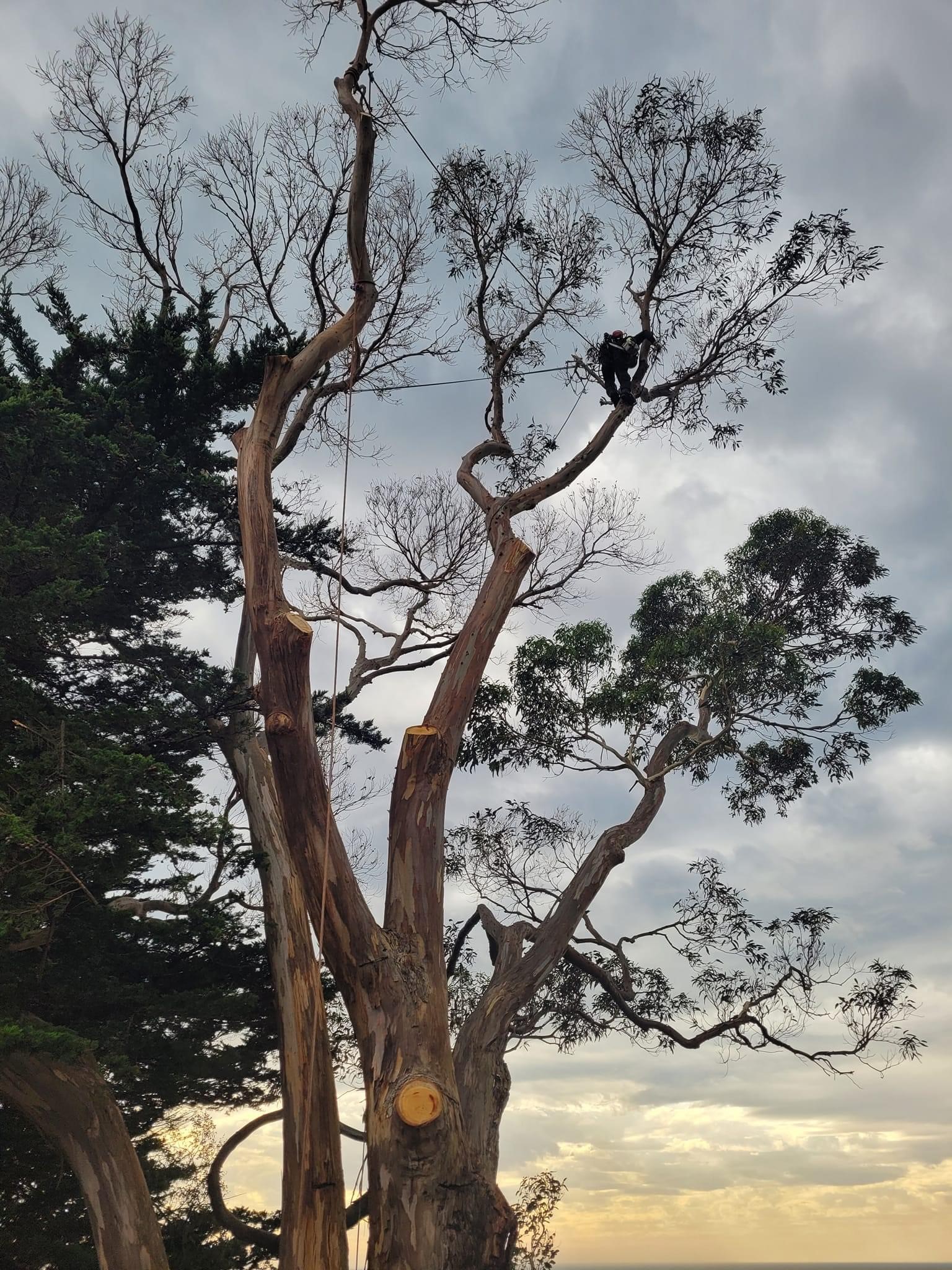 Images E&T Tree Services And Stump Grinding