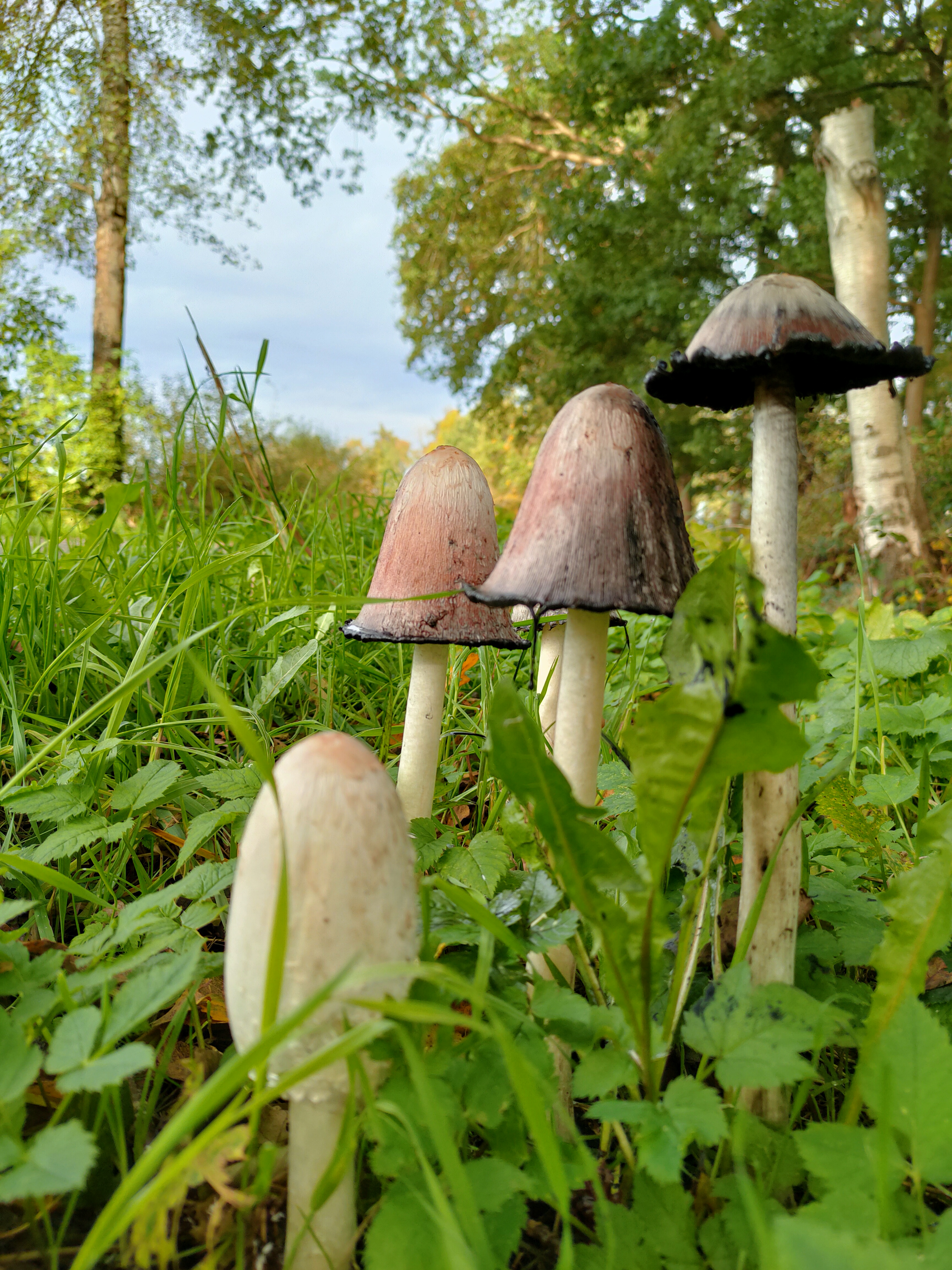 Eulengrün Naturpädagogik, Waldstr. 17 in Ostercappeln