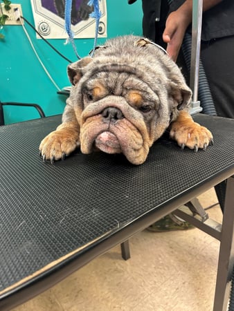 Images My Pet Groomer