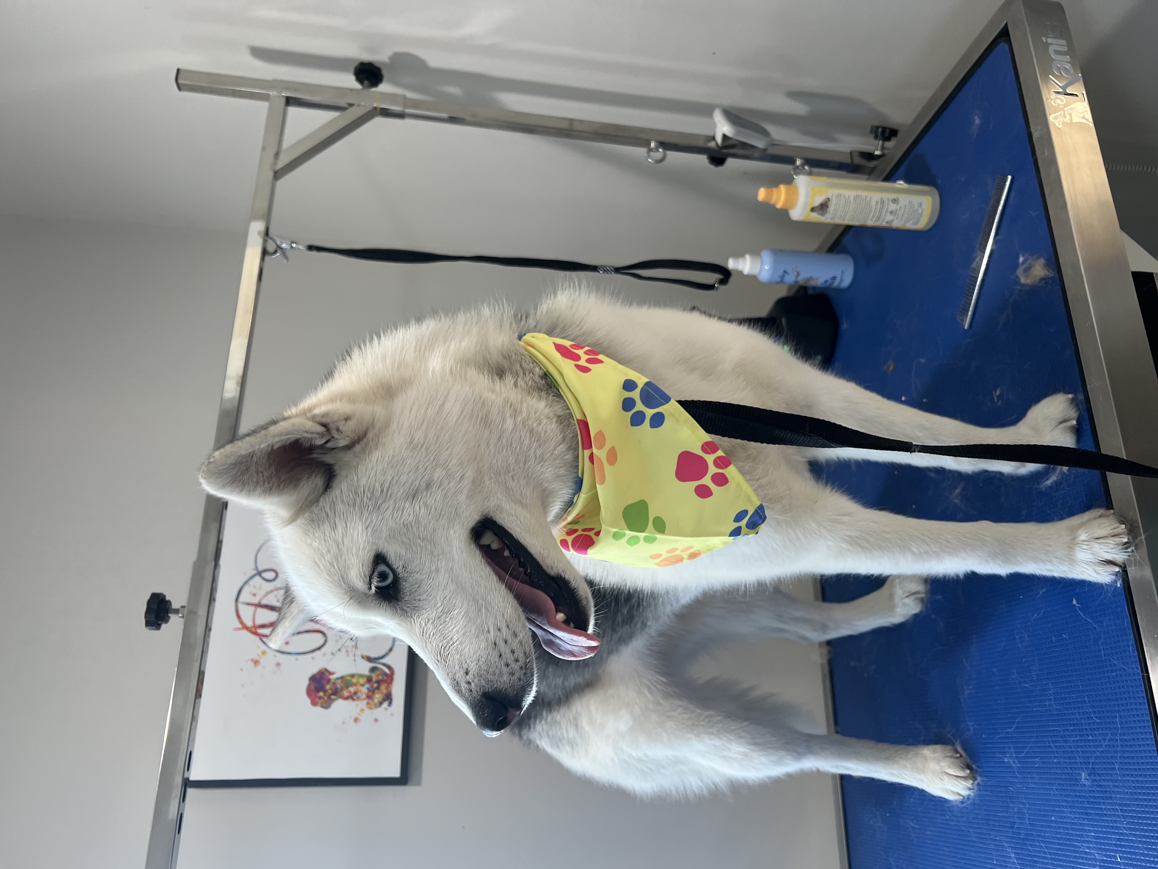 Dog Grooming