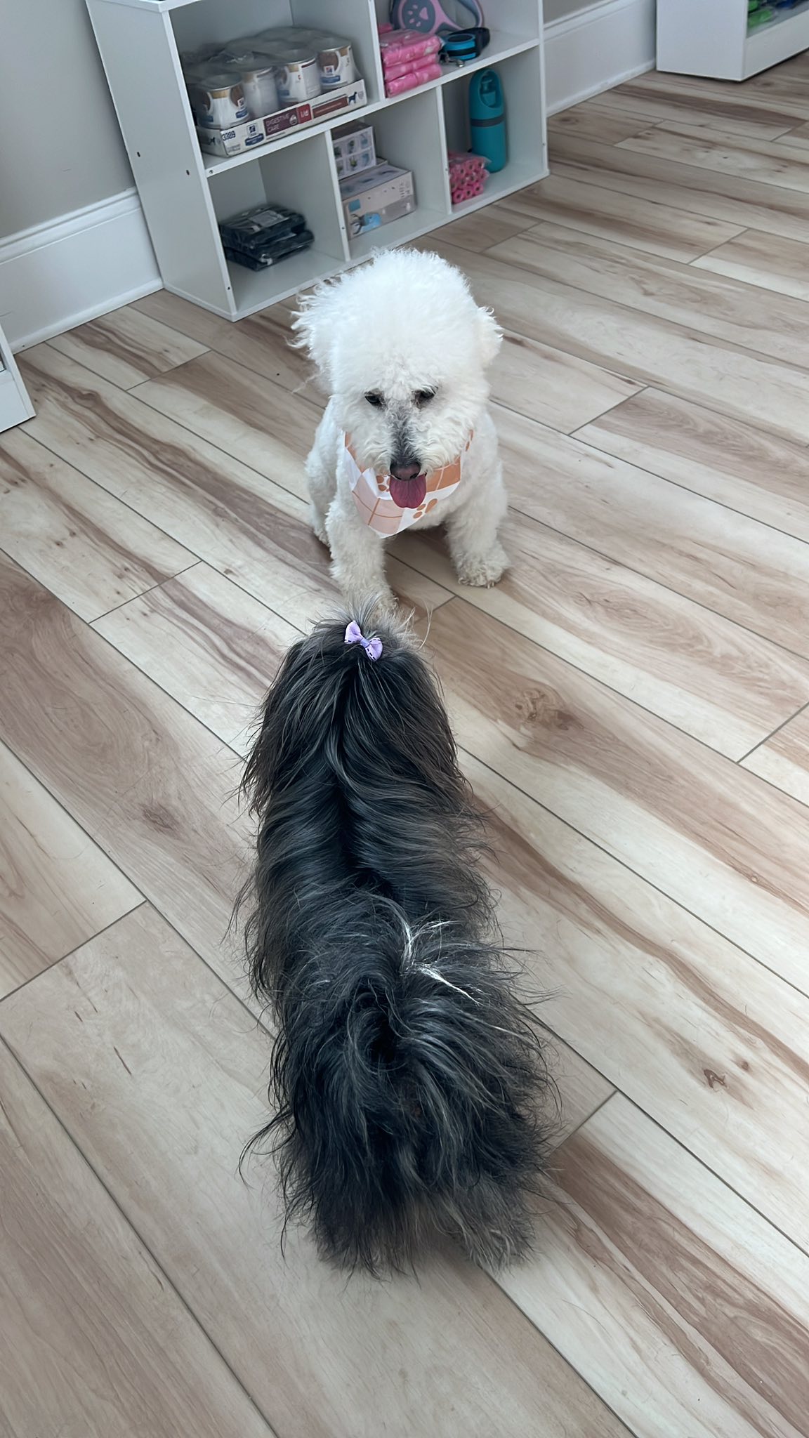 Doggy Day Care