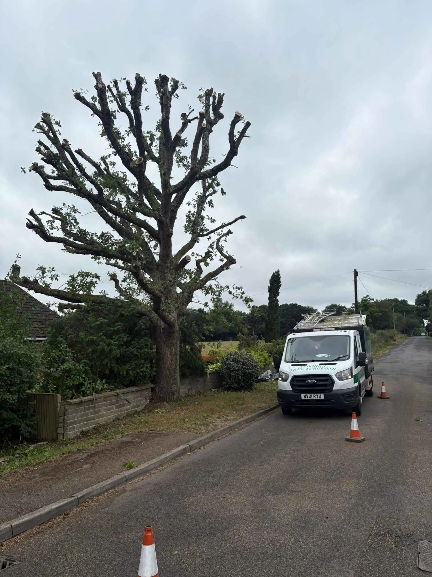 Images Arborist Tree Surgeons