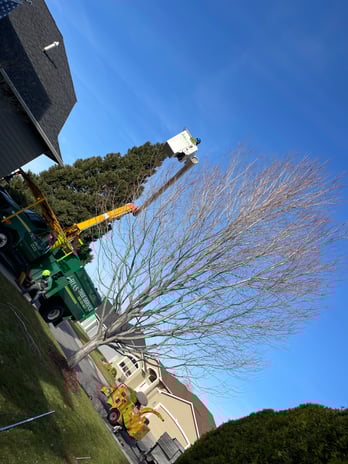 Images Arias Tree Service