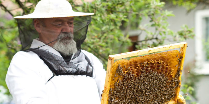 WE CARE ABOUT BEES AND PERFORM HUMANE BEE REMOVAL FOR THEIR BENEFIT.
