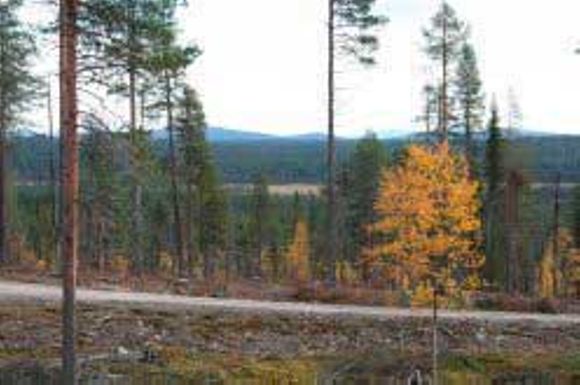 Images Enontekiön Yhteismetsä