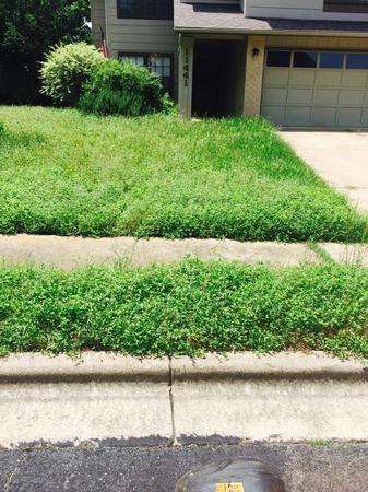 Images Zilker Landscaping