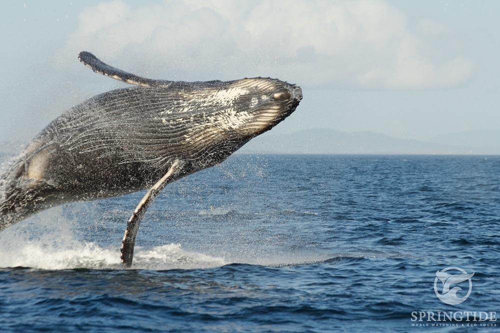 Whale перевод животное