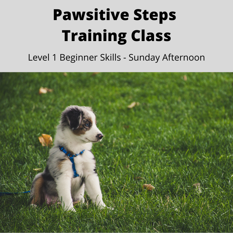 Image of Local Pet Event Pawsitive Steps Training Class - Level 1 Beginner Skills Nearby