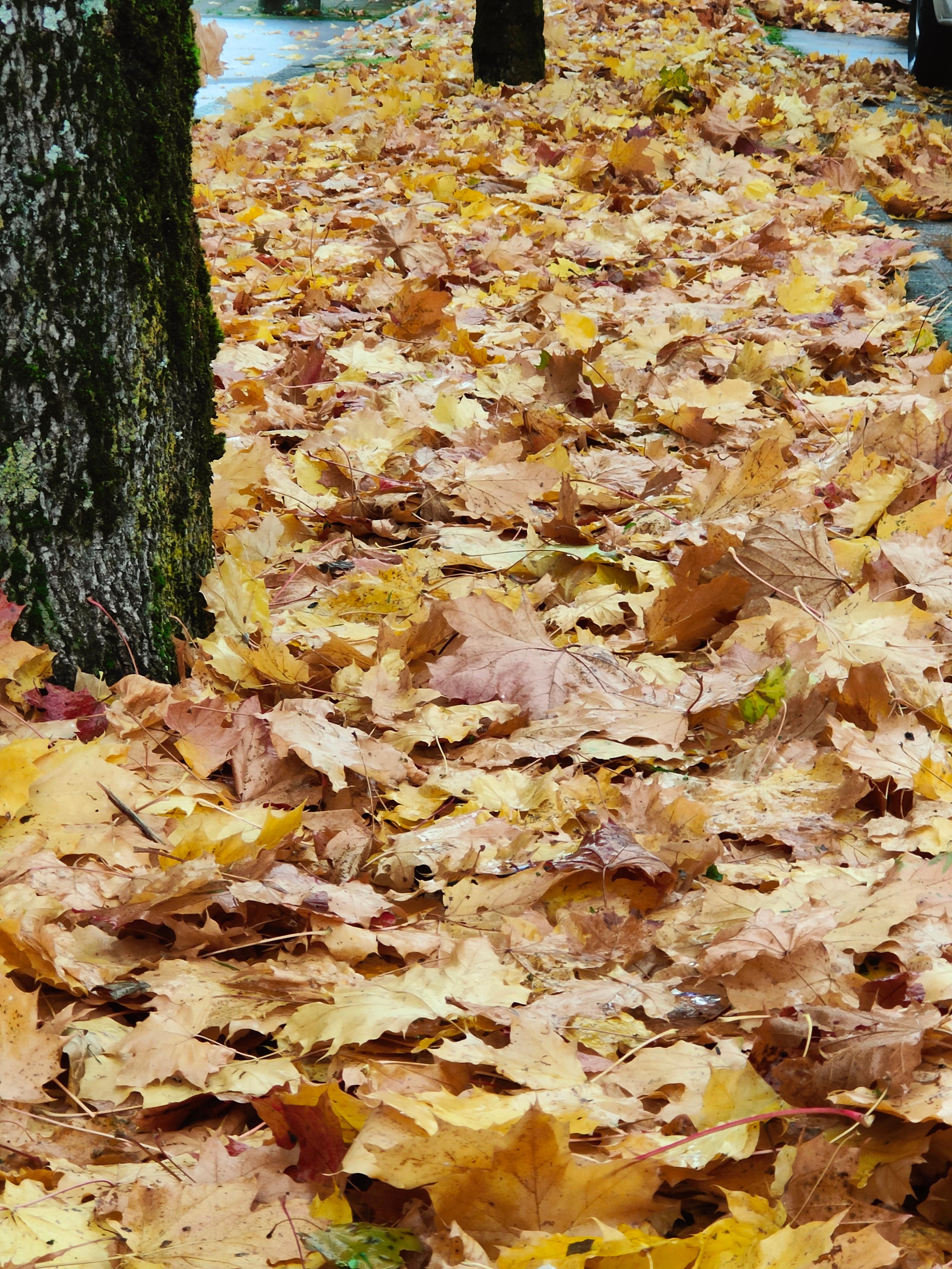 Walder's Hauswartung & Gartenunterhalt AG, Berglistrasse 7 in Wetzikon ZH