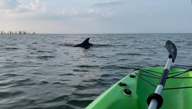Images GoKayak!  Dolphin Tours Virginia Beach!