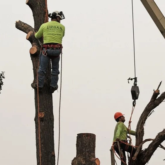 Images Urban Lumberjacks