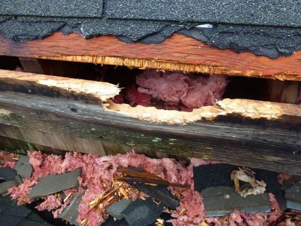 Images Loves Wildlife Removal and Pest Control