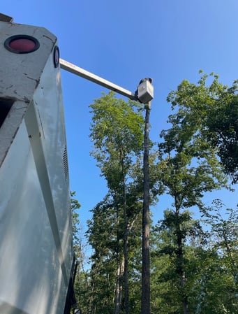 Images Andy's Tree Service