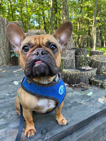 Images Rush Veterinary Urgent Care